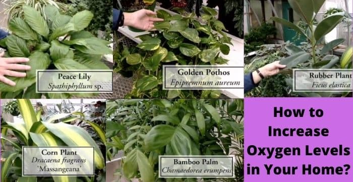 how to increase oxygen levels in your home