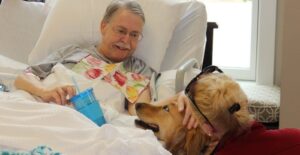 the amazing benefits of animal therapy