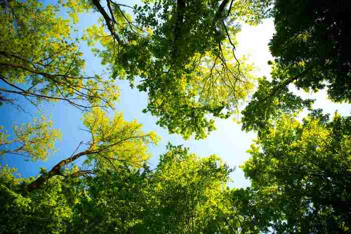ways to keep the environment clean, safe, and healthy