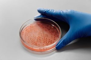 cloning and subcloning